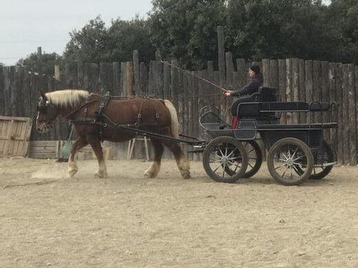 Visite en calèche